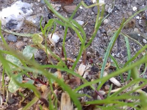 A eco bomba está a germinar as sementes que continha.